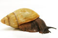 Archachatina marginata candefacta Cameroon adult